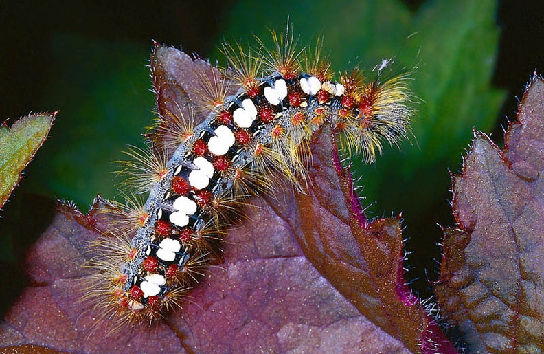 A Colorful Caterpillar